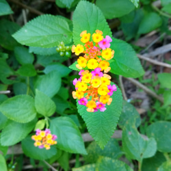 香港植物 - 馬孆丹 樹脂耳環 第4張的照片