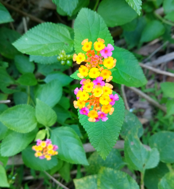 香港植物 - 馬孆丹 樹脂耳環 第4張的照片