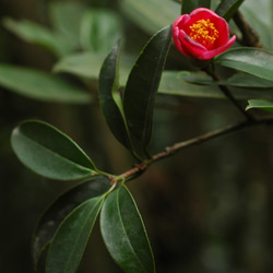 香港植物 - 香港茶 樹脂耳環 第4張的照片