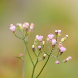 Hong Kong Plants-Ye Xing Niuレジンピアス 3枚目の画像