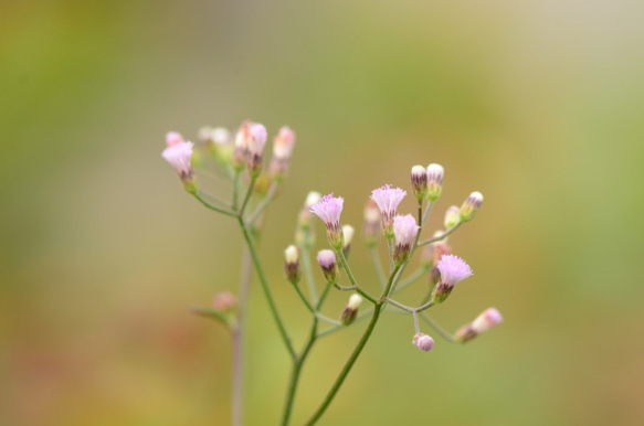 Hong Kong Plants-Ye Xing Niuレジンピアス 3枚目の画像