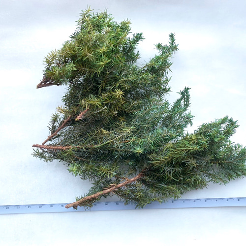 Goldドライもみの木木箱 Goldドライもみの木木箱