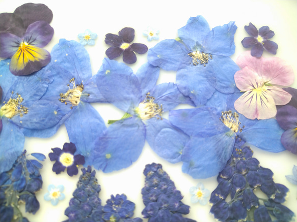 押し花素材　55輪ブルー、パープル系 4枚目の画像