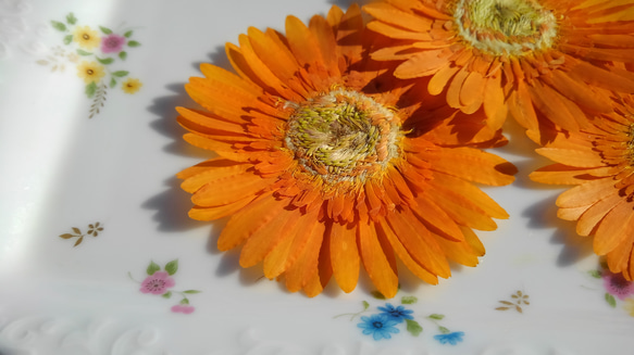 押し花素材。ガーベラ(オレンジ色) 3枚目の画像