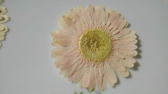 押し花素材。ガーベラ(淡いくすんだピンク) 3枚目の画像