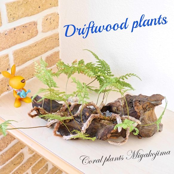 birbira ビルビラ　フットシリーズ 3年物 常盤忍 & 西洋忍(ダバリアラビットフット) 流木 ドリフトウッド