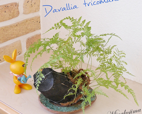 birbira ビルビラ　フットシリーズ 0_2936eede9156ec28799c545fd0c2