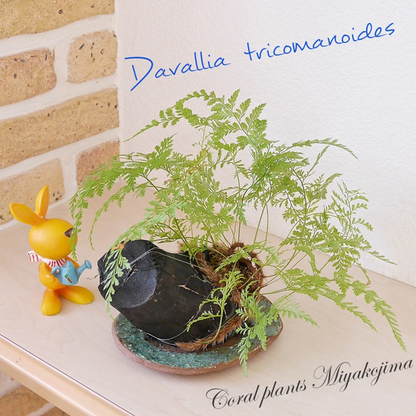 木炭&西洋忍(しのぶ) ダバリアラビットフット 観葉植物 ドリフト