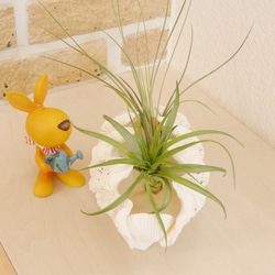 シャコ貝で製作したプランターの作品 単品販売 植木鉢 貝殻 グリーン ポット シェル おうちグリーン グリーンインテリア 6枚目の画像