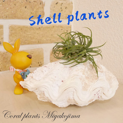 シャコ貝 素材販売 Sサイズ プランター 観葉植物 花器 植木鉢 貝殻