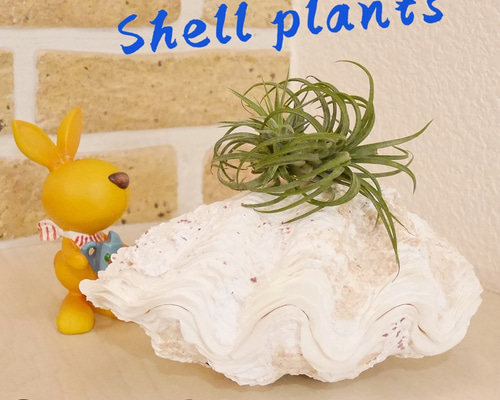 シャコ貝 素材販売 Sサイズ プランター 観葉植物 花器 植木鉢