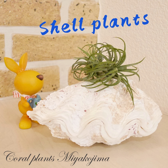 シャコ貝 素材販売 Sサイズ プランター 観葉植物 花器 植木鉢 貝殻