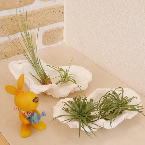 シャコ貝 素材販売 Sサイズ プランター 観葉植物 花器 植木鉢 貝殻