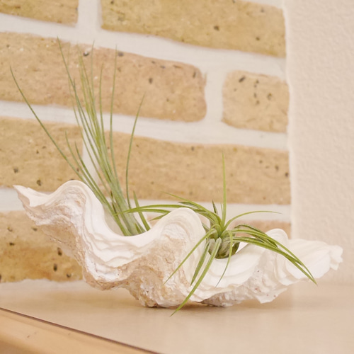 シャコ貝 素材販売 Sサイズ プランター 観葉植物 花器 植木鉢 貝殻