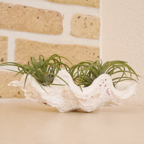 シャコ貝 素材販売 Sサイズ プランター 観葉植物 花器 植木鉢 貝殻