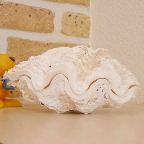 シャコ貝 素材販売 Sサイズ プランター 観葉植物 花器 植木鉢 貝殻