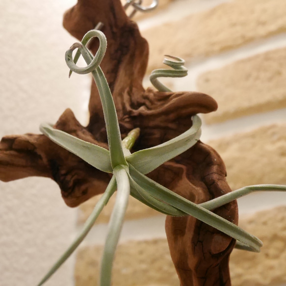 ハンギング ウォールインテリア 観葉植物 流木 ドゥラティー エアープランツ ティランジア おうちグリーン インテリア 3枚目の画像