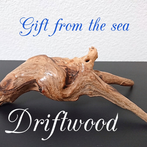 流木 1ヶ月かけて2000番のサンドペーパーで磨きました。最後15000番で