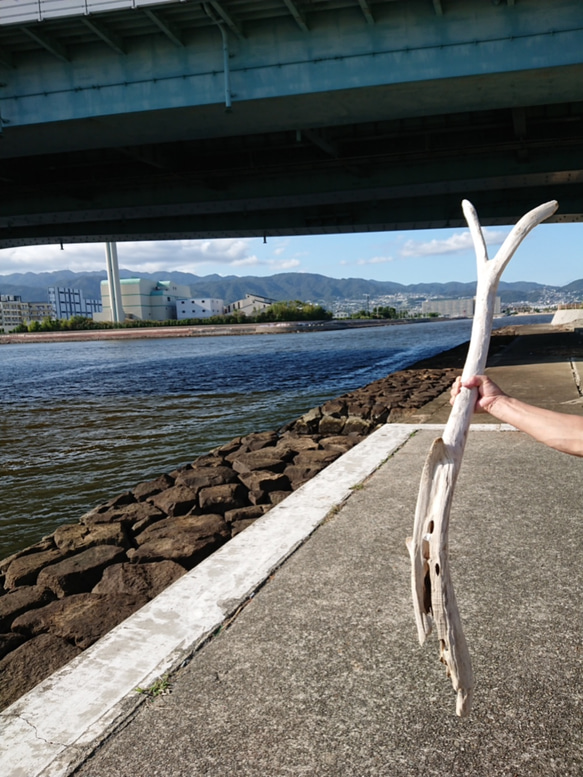 流木 Ｌサイズ 長さ132cm 高さ22cm 幅26cm 重さ1.7kg 5枚目の画像