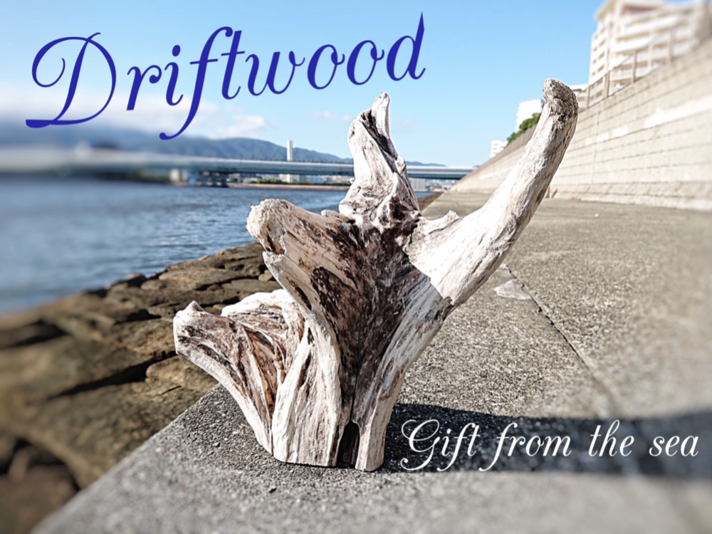 流木約80cm 艶あり美しい