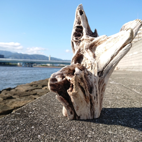 激美 流木 Lサイズ 高さ34cm 横幅34cm 奥行き20cm 重さ1267g 木材・板