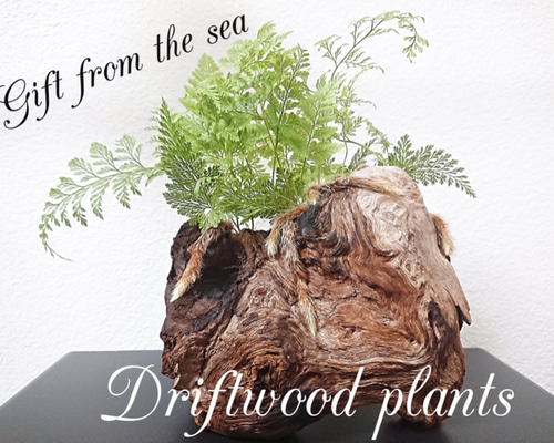 Driftwood plants 流木プランツ 忍 (ダバリアラビットフット) その他