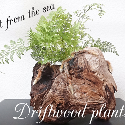 Driftwood plants 流木プランツ 忍 (ダバリアラビットフット) その他