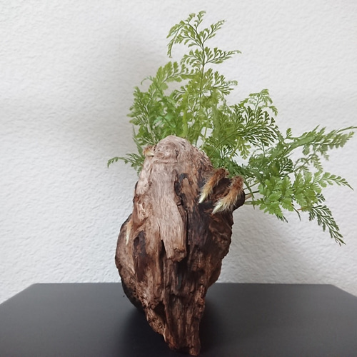 Driftwood plants 流木プランツ 忍 (ダバリアラビットフット) その他