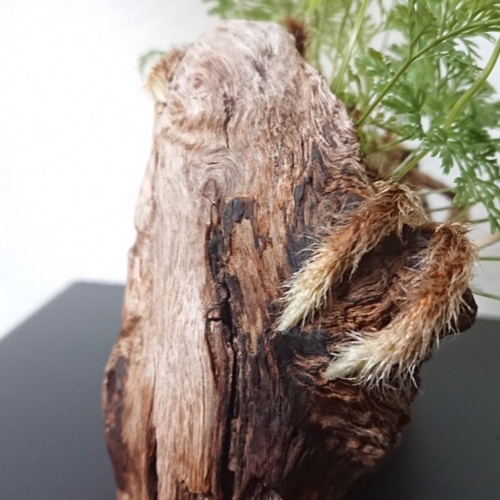 Driftwood plants 流木プランツ 忍 (ダバリアラビットフット) その他