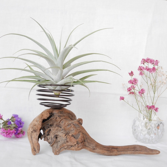 流木プランター エアープランツホルダー 植木鉢 花器 花瓶 ワイヤー グラスインテリア Sサイズ B 流木アート 4枚目の画像