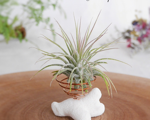 エアープランツホルダー(サンゴ)単品 & セット販売(イオナンタ) SS