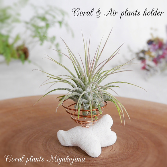 エアープランツホルダー(サンゴ)単品 & セット販売(イオナンタ) SS