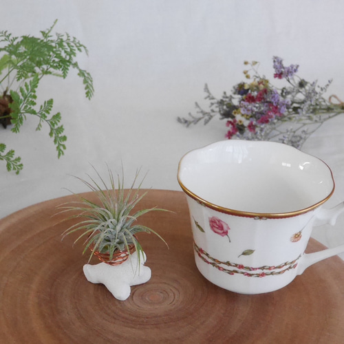 エアープランツホルダー(サンゴ)単品 & セット販売(イオナンタ) SS