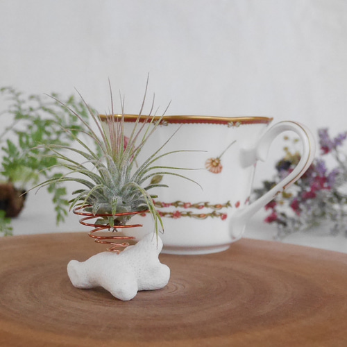 エアープランツホルダー(サンゴ)単品 & セット販売(イオナンタ) SS