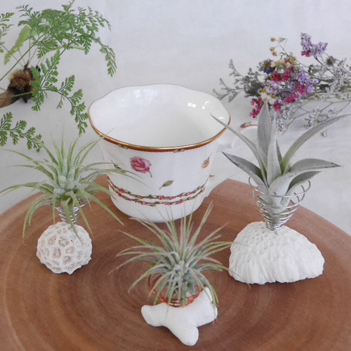 エアープランツホルダー(サンゴ)単品 & セット販売(イオナンタ) SS