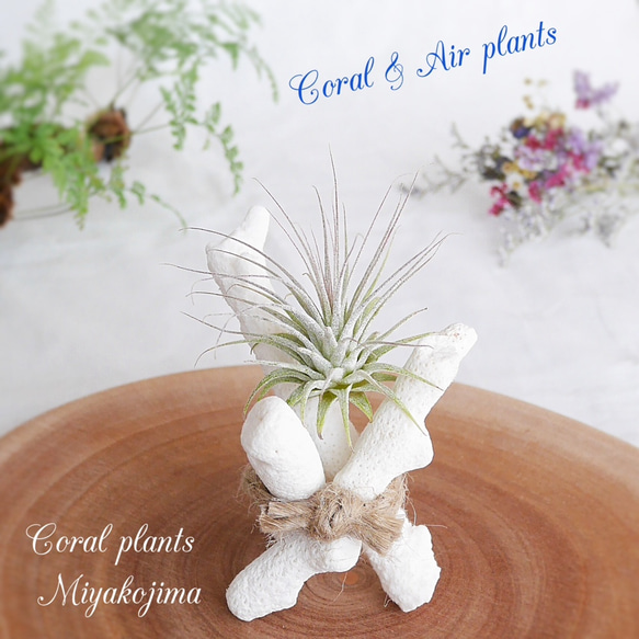 白サンゴのコーラルアレンジメント 白サンゴのコーラルアレンジメント