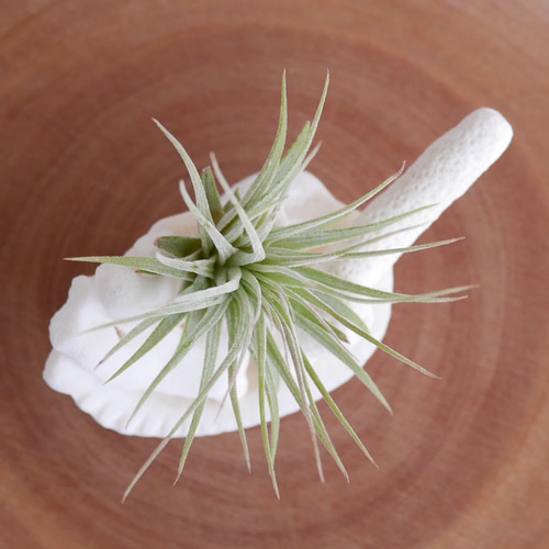 エアープランツホルダー(宮古島産サンゴ&貝殻)単品 &セット販売