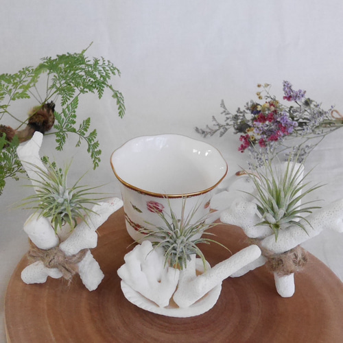 ・受付中・　海　波　エアープランツ　リメ缶　貝殻　貝　シェル　多肉　フルオーダー 受付中・ 海 波 エアープランツ リメ缶 貝殻 貝 シェル 多肉