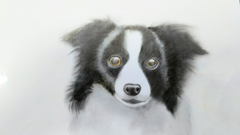 ☆★☆『ボーダーコリー』★☆★～1点物～ 42,000円