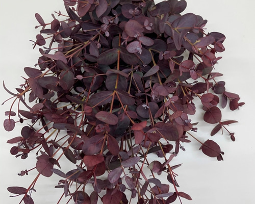 染めユーカリ レッド ドライフラワースワッグ ドライフラワー makusaku