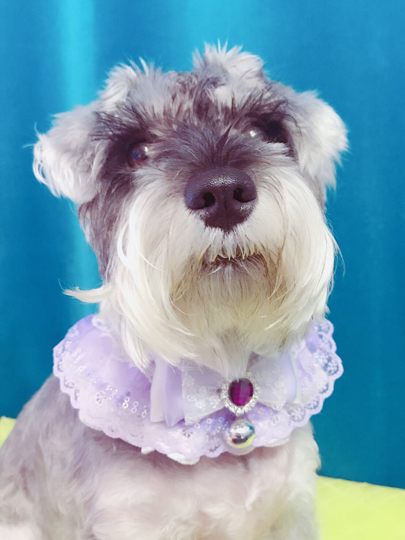 「注文製作」すみれ色 紫 レース リボン  ペットドレス 可愛い 猫 犬 首輪 おしゃれ お出かけ用 4枚目の画像