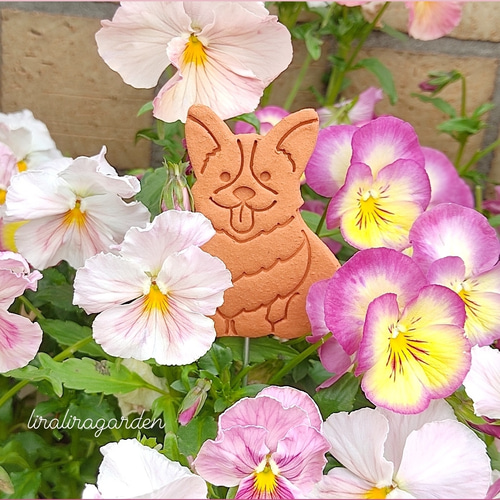 素焼き 雨でも安心 コーギー のお散歩 ガーデンピック おうち 犬