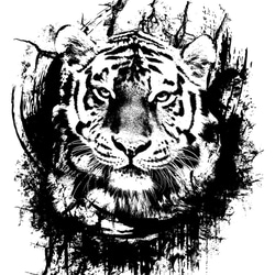 Strong Tiger 2枚目の画像