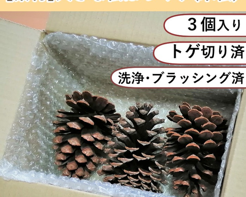 mt～様ご注文商品やすの松ぼっくり大量14㎝ mt～様ご注文商品やすの松ぼっくり大量14㎝