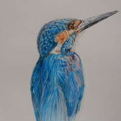 光 色鉛筆画 A4 ハチワレ、白文鳥、カワセミ 色鉛筆でカワセミを描いてみた リアルな絵 Realistic colored