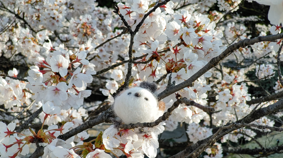 【受注販売】まぁるいとり　シマエナガさん 1枚目の画像