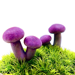 苔テラリウム用フィギュア『きのこ』しめじ型　Lサイズ紫色 1枚目の画像