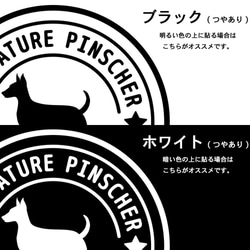 【ミニピン】犬 ステッカー 切り抜き(転写)タイプ ミニチュアピンシャーステッカー 4枚目の画像