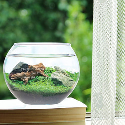 完成品！隠れ家付き｜苔と観葉植物の癒し空間／生体ケージ（グラステラリウムナノ） 完成品！隠れ家付き｜苔と観葉植物の癒し空間／生体ケージ（グラス