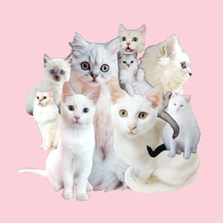 &lt;Cats_collage&gt;白貓/粉紅色清潔眼鏡的拼貼畫 第8張的照片